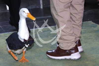 El pato Merlin ¡a escena!