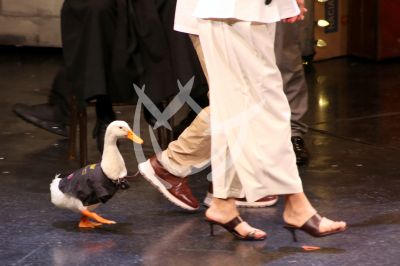 El pato Merlin ¡a escena!