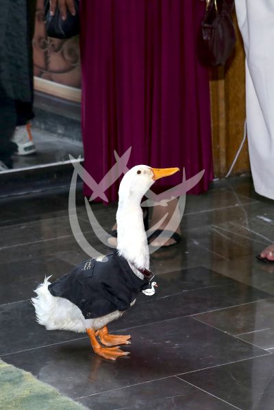 El pato Merlin ¡a escena!