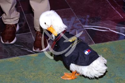 El pato Merlin ¡a escena!